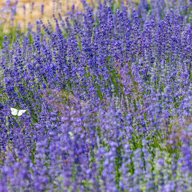 Ruhe im Uszyt-Hüsli