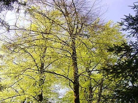 Armbrustschützenhaus