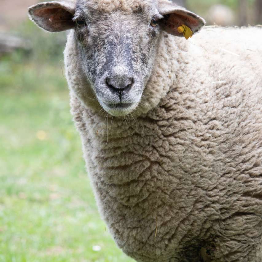 Vom Schaf zur Bettdecke