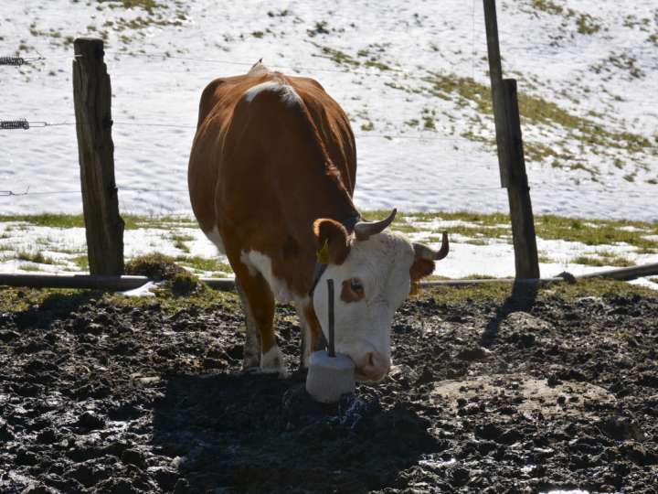 Bauernhof Familie Sommer