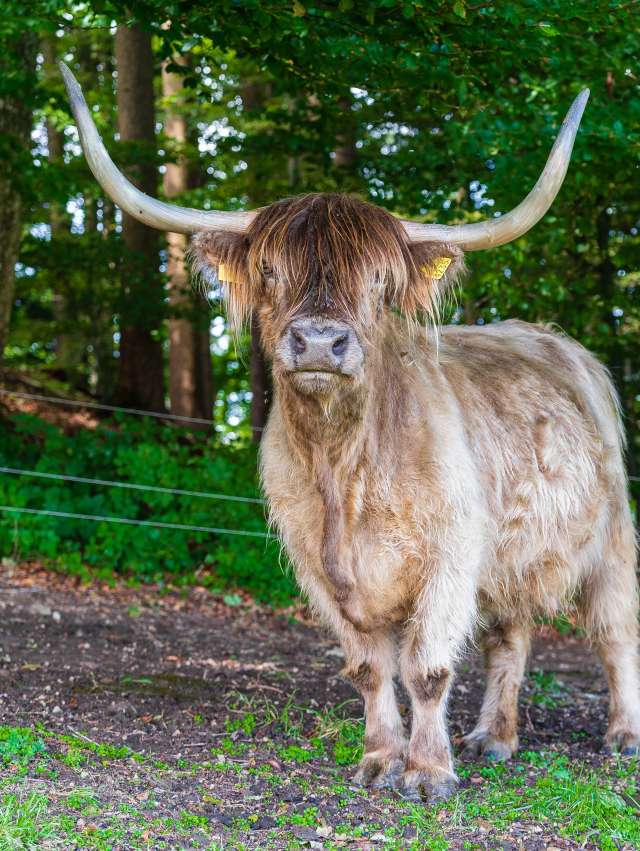 Highland Cattle Bio Hof