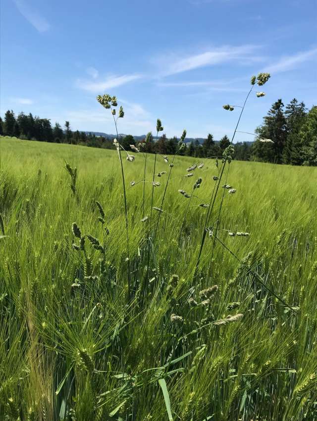 Landschaft «Frieden»