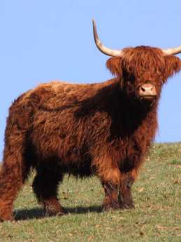 Highland Cattle Bio Hof