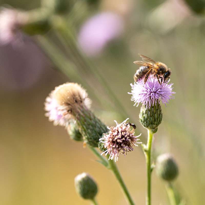 Lamas. Bienen. Natur. Genuss. Abenteuer.